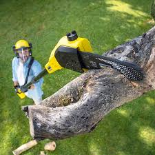 Professional Tree Services in Breckenridge, TX