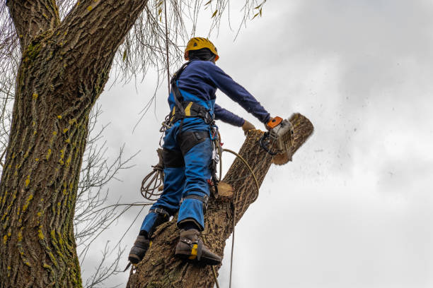 Best Tree Cabling and Bracing  in Breckenridge, TX